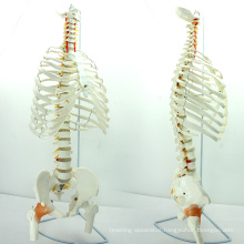 SPINE07 (12380) Medical Science Life-Size Sternum with Fumer for Medical School Education